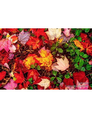 Autumn Carpet