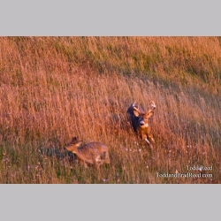 Bucks at Hydro Electric Plant (6431)