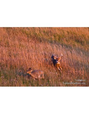 Bucks at Hydro Electric Plant (6431)