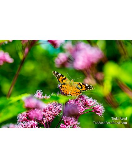 Butterfly Heaven