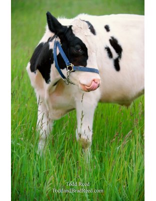 Cow Lick