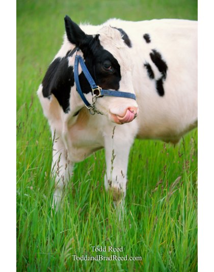 Cow Lick