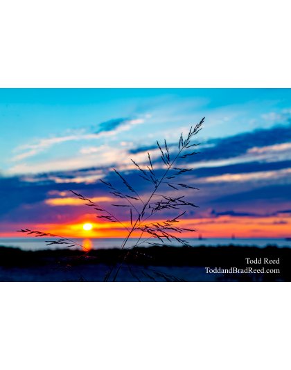 Dune Grass Delight