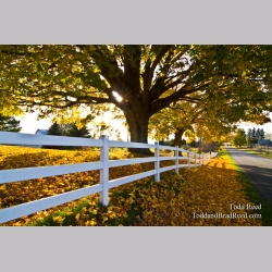 Fall Color (5964)