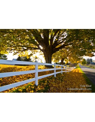 Fall Color (5964)
