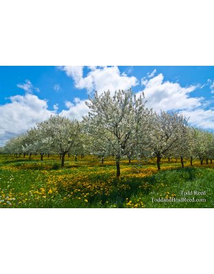 Fruit Country