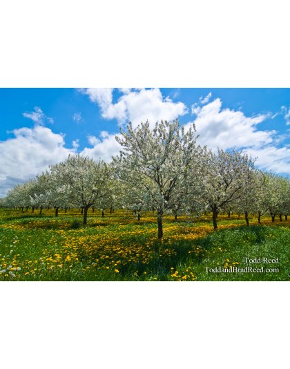 Fruit Country