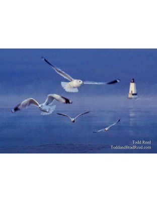 Gull Morning