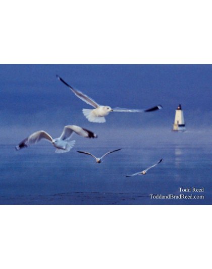 Gull Morning
