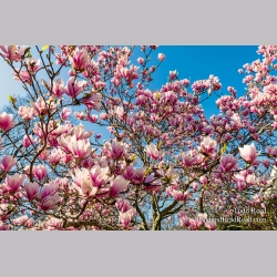 Mom\'s Tree