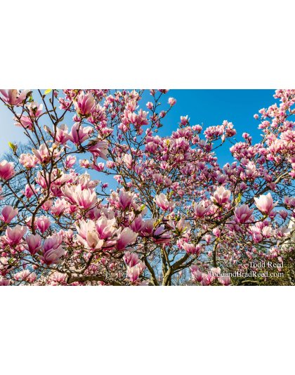 Mom's Tree