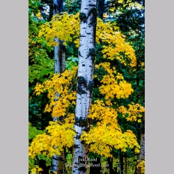 Screaming Yellow