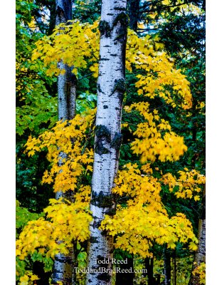 Screaming Yellow