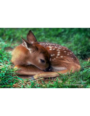 Spotted Fawn Redone