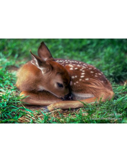 Spotted Fawn Redone