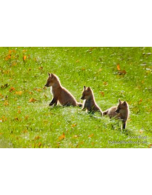 The Three Musketeers