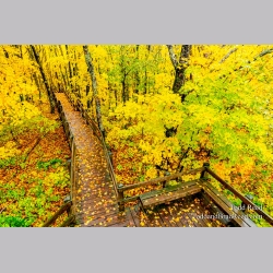Walkway to Fall
