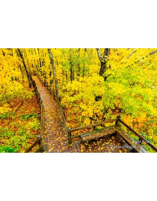 Walkway to Fall