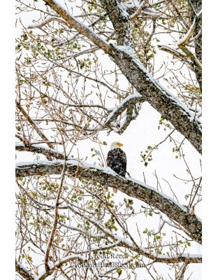 Wintery Perch