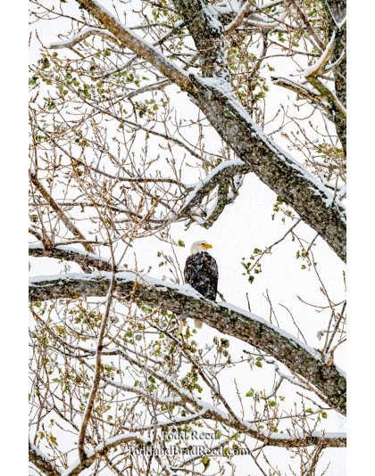 Wintery Perch