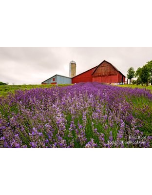 Lavender Hill Farms