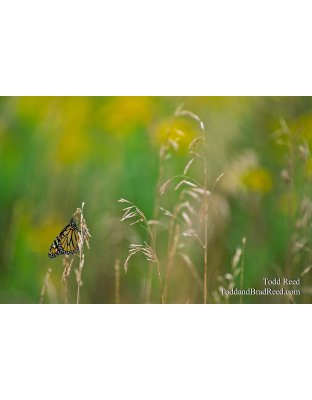 Butterfly Magic