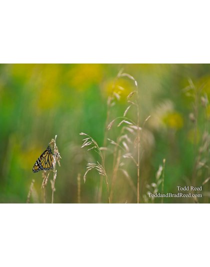 Butterfly Magic
