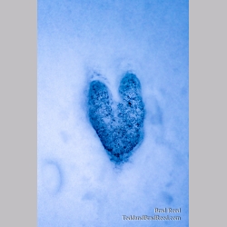Brad Reed\'s Day 30 of 366