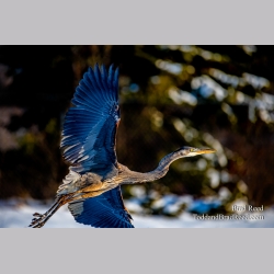 Brad Reed\'s Day 43 of 366