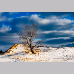 Brad Reed\'s Day 51 of 366