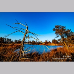 Brad Reed\'s Day 63 of 366