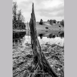 Brad Reed\'s Day 88 of 366