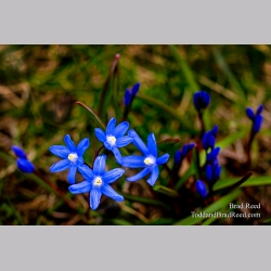 Brad Reed\'s Day 98 of 366