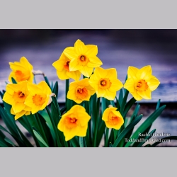 Rachel\'s Day 98 of 366 - April 7, 2020