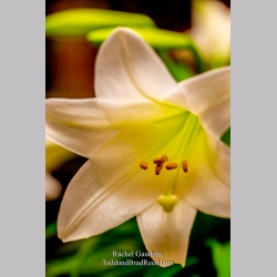 Rachel\'s Day 103 of 366 - April 12, 2020
