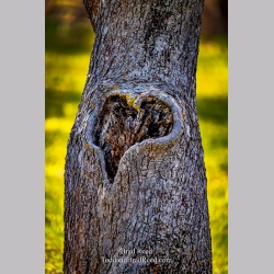 Brad Reed\'s Day 115 of 366