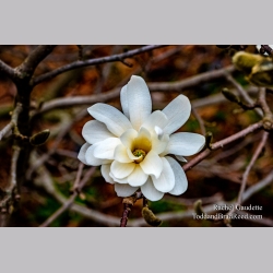 Rachel\'s Day 119 of 366 - April 28, 2020