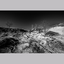Brad Reed\'s Day 121 of 366