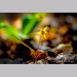 Brad Reed\'s Day 123 of 366