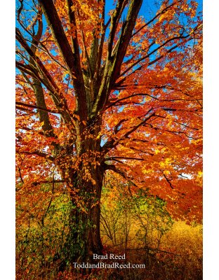 Maple Light