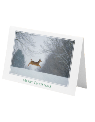 Christmas Greeting Card: Prancer