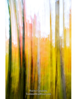 White Birch Forest