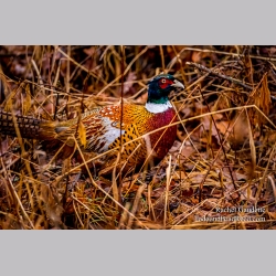 Weldon Creek Pheasant