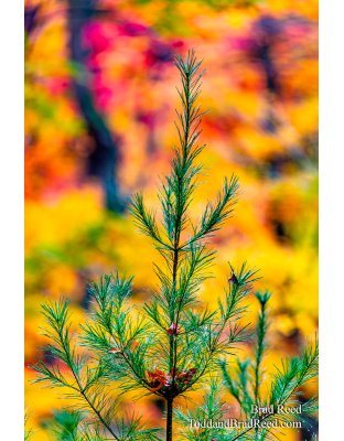 Autumn Christmas