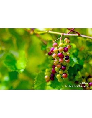Walloon Lake Winery