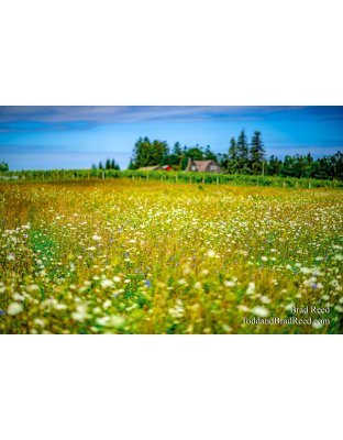 Walloon Wildflowers