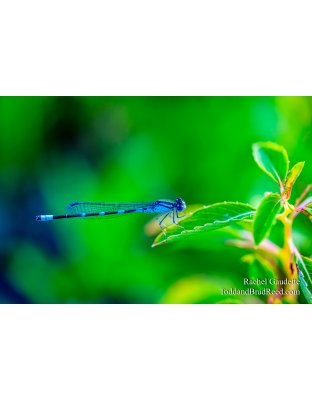 Dragon Fly Morning