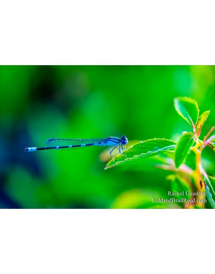 Dragon Fly Morning