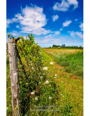 Wildflower Vinyard