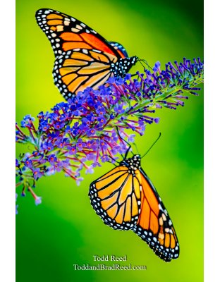 Monarch Mirror